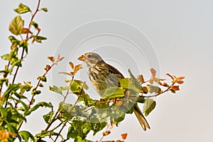 Bird - Red-backed Shrike Lanius collurio