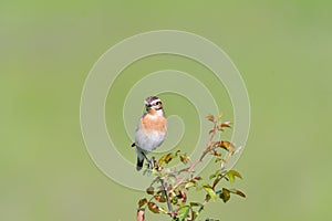 Bird - Red-backed Shrike Lanius collurio