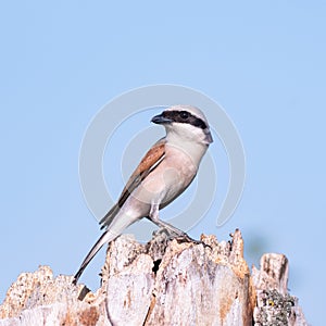 Bird Red-backed Shrike,Lanius collurio. In the wild