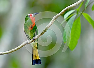 Bird (Red-bearded Bee-eater), Thailand