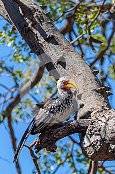 Bird red-billed hornbill, Namibia, Africa wildlife