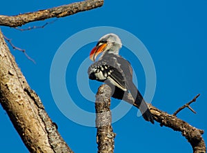 Bird red-billed hornbill on the tree branch