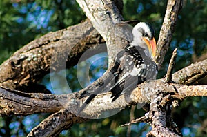 Bird red-billed hornbill on the tree branch