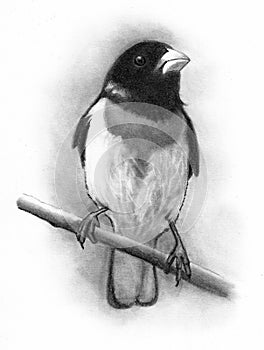 Bird, Red-Breasted Grosbeak, Pencil Drawing, Graphite photo