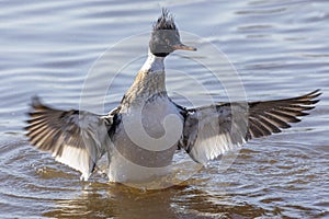 Bird. Red- breasted merganser