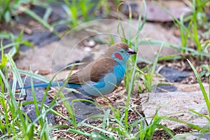 Bird red-cheeked cordon-bleu, Gondar, Ethiopia Africa wildlife