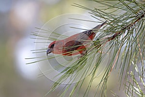 Bird - Red Crossbill