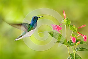 Bird with red flower. Hummingbird White-necked Jacobin, flying next to beautiful red flower with green forest background, Tandayap