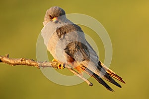 Bird Red-footed Falcon, Falco vespertinus, sitting on branch with clear green background, Bulgaria