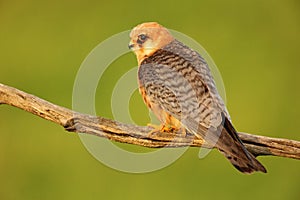 Bird Red-footed Falcon, Falco vespertinus, sitting on branch with clear green background, Hungary