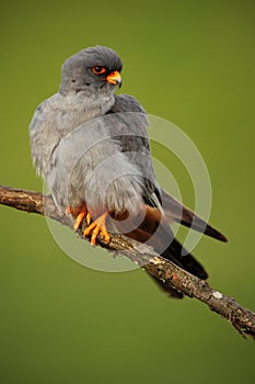 Bird Red-footed Falcon, Falco vespertinus, sitting on branch with clear green background, Hungary