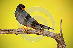 Bird Red-footed Falcon, Falco vespertinus, sitting on branch with clear green and yellow background, wildlife, animal in the photo