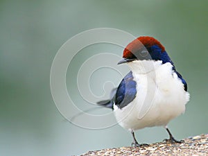 Bird in a red hat!