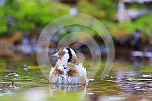 Bird with a red head on watering