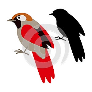 Bird red-tailed haughing thrush,vector illustration,black silhouette