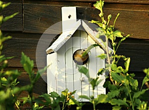 A redstart in its nesting box
