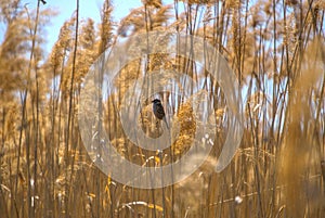 Bird In The Reeds