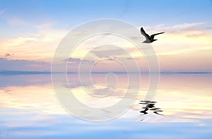 A bird reflected in lake