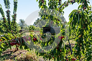 Bird repeller equipment in a cherry farm