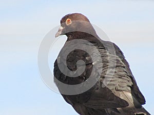 Bird rest...a dove whatch tower alert. Bloemfontein, South Africa. photo