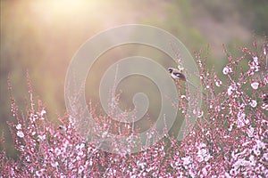 Bird resting on cherry blossom tree
