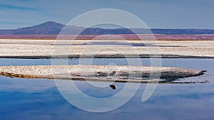 Bird resting on a lake's edge