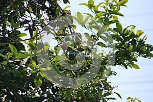 bird resting on the lemon tree