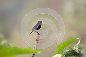 A bird resting on the stalk of a plant in the bush