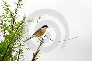 A bird resting on the stalk of a plant in the bush