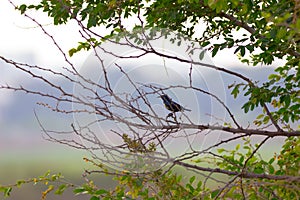 A bird resting on the thin branch of a plant on the tree