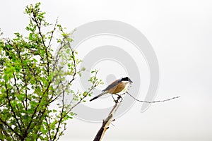 A bird resting on the thin branch of a plant on the tree