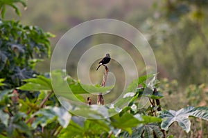 A bird resting on the thin branch of a plant on the tree