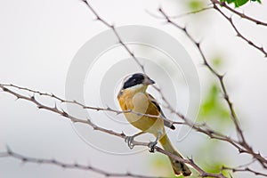 A bird resting on the thin branch of a plant on the tree