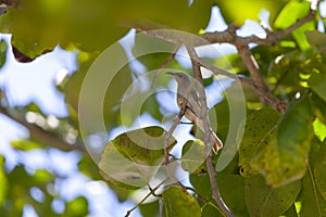 A bird resting on the tree