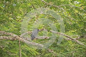 Bird is resting on trees in Costa Rica photo