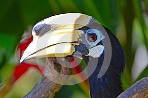 Bird rhinoceros toucan close-up side view head of tropical forest