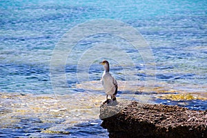 Bird Rhodos Greece