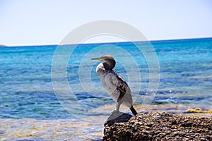 Bird Rhodos Greece Beach