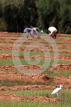 Bird on a rice fields
