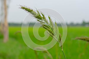 Bird rice, a weed in rice fields in Southeast Asia