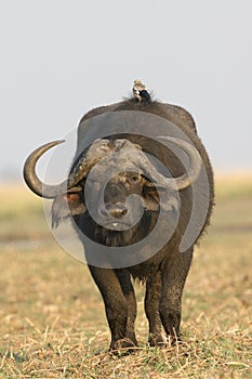 A bird riding on back of cape buffalo photo