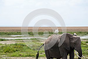 Bird riding elephant