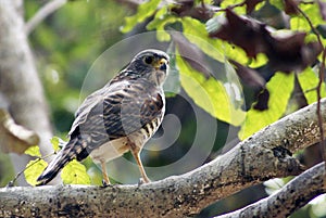 Bird from Rinca Island, Indonesia