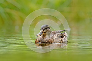 Bird in the river. Animal in the river habitat. Green water vegetation. Close-up portrait of Mallard, lake surface. Female of Wate