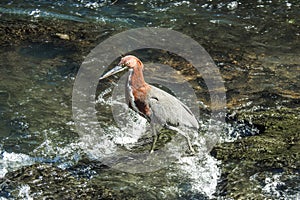 Bird on a river with a long beak. Brown and grey camouflage bird. Wildlife in a rainforest Iguaz? National Park. Big bird posing photo