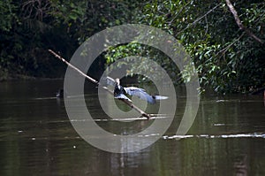 Pájaro en un rio 