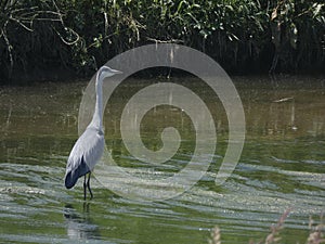 Bird in a river prepared to fish