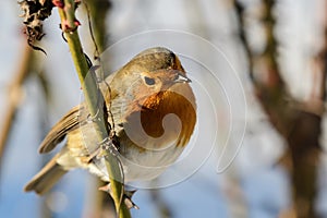 Bird Robin Erithacus rubecula, sitting on a branch, in the wild