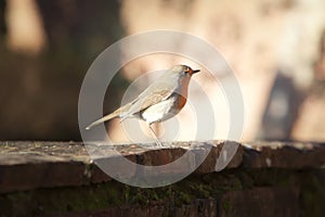 Bird robin on an old wall in the Tuscan countryside