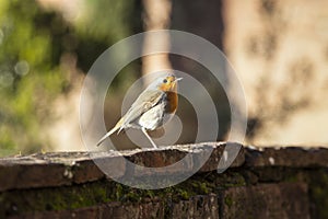 Bird robin on an old wall in the Tuscan countryside